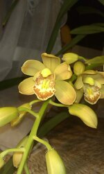IMAG0434.jpg