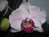 P1100028.webp