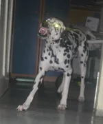 sam 012 re.jpg