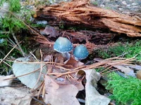 IMG_20131011_140305.webp