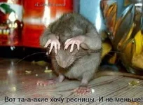 .webp
