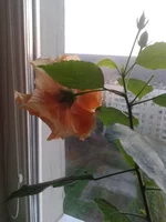 2013-10-24 07.14.06.webp