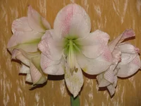 IMG_8029.webp