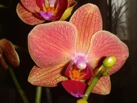 DSC03847.webp