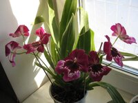 IMG_4799_1.jpg