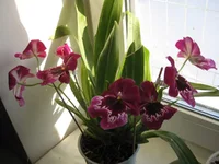 IMG_4799_1.webp