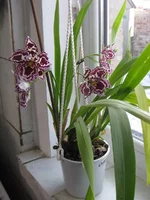 IMG_4817_1.webp