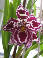 IMG_4822_1.webp