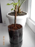 DSCN2783.webp