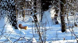 14.webp