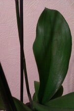 IMAG0214.jpg