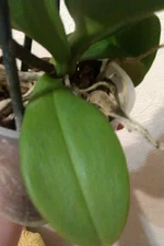 IMAG0217.jpg