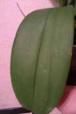 IMAG0216.webp