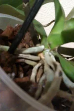 IMAG0219.jpg