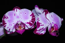 DSC_9275.webp