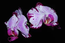 DSC_9276.webp