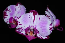 DSC_9277.jpg