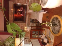 2012-12-25 21.10.22.webp