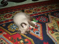  5.webp