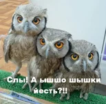 409481.webp
