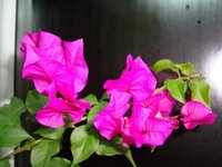 DSC04001.jpg