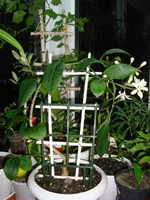 DSC03958.webp