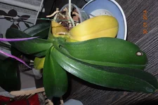 DSC03641.webp