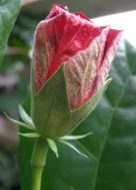red_max_01_2014.webp