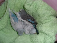 SAM_4862.webp