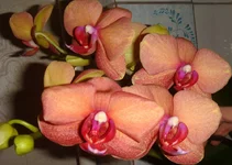 getImage (1).webp