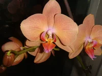 getImage (3).webp