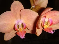 getImage (4).webp