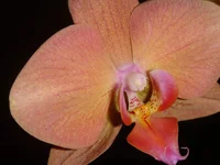getImage (5).webp