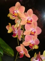 getImage (6).webp