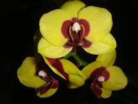 getImage (7).webp