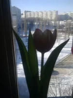 0988.webp