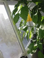 _цветет_зимой.webp