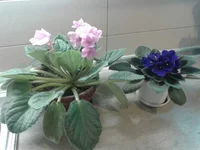 2014-02-05 20.03.23.webp