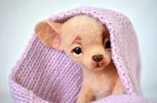 dog-15-2.webp