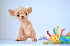 dog-15-9.webp