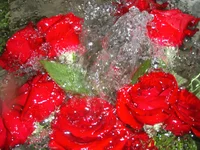 P8281892.webp