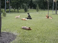 dogsweddings.webp