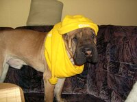 yellow_dog.jpg