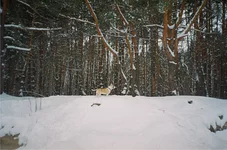 46070027.webp