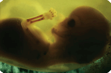 embryo_3.gif