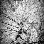 66--25_vinetka.webp