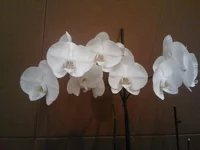 IMG220.webp