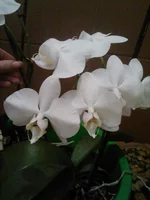 IMG221.webp