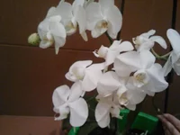 IMG222.webp