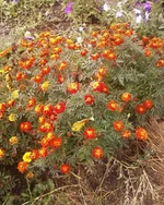 -0018.webp